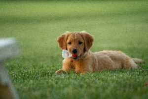 Golden retriever puppy laying on grass with badminton ball 