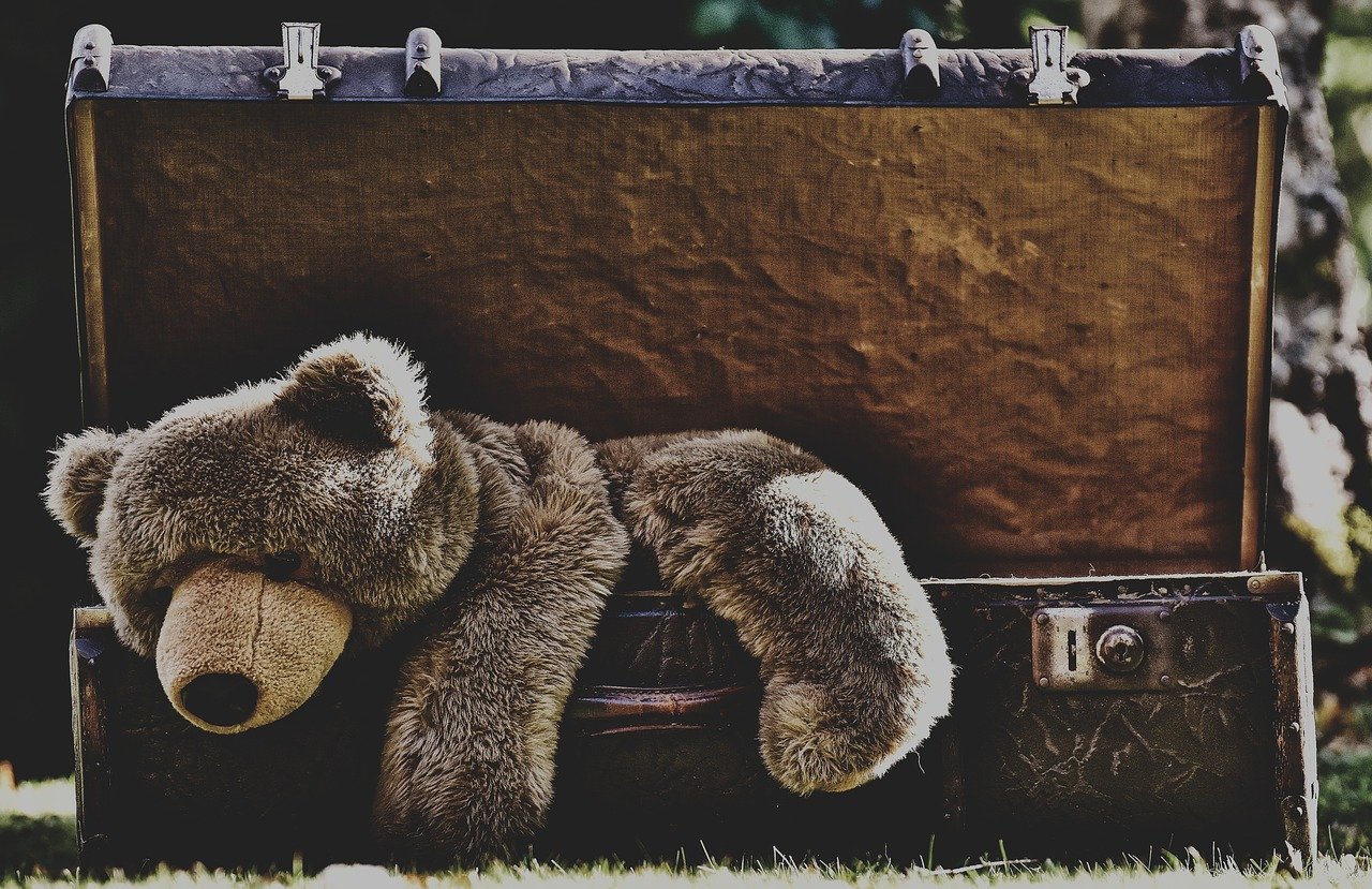 Bear in a suitcase